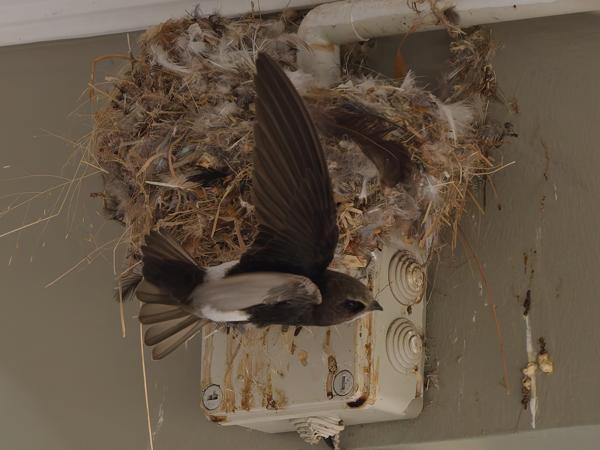 <h3><a href="/trips/tanzania/biota/animalia/chordata/aves/033 apodiformes/003 apodidae/apus affinis/apus affinis-nl.html">Apus&nbsp;affinis</a> / Little&nbsp;swift / Huisgierzwaluw</h3>OM-1 Mark II met OLYMPUS M.150-400mm F4.5, 1/2000 sec  bij F4.5, ISO 2500, afstand 11.4&nbsp;m